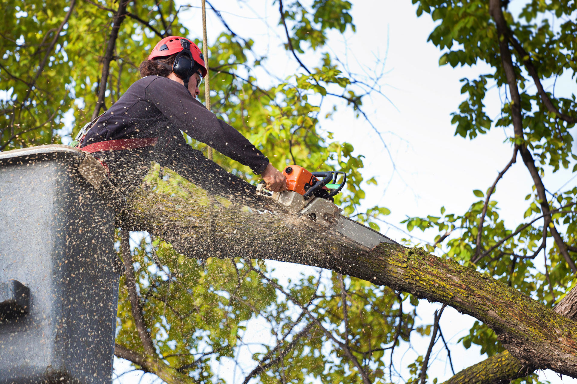 Man cutting tree branch