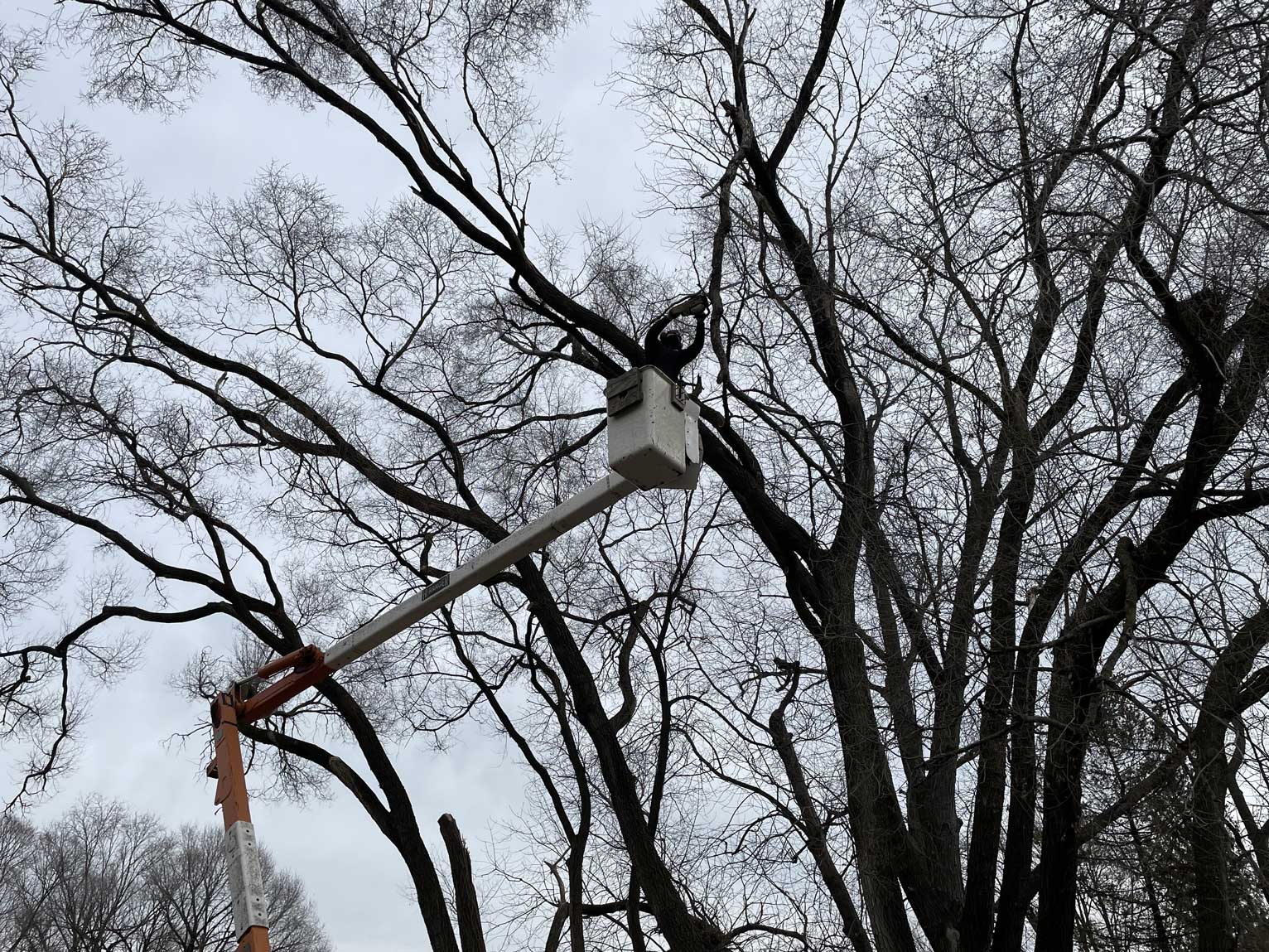 cutting tree branches in a lift