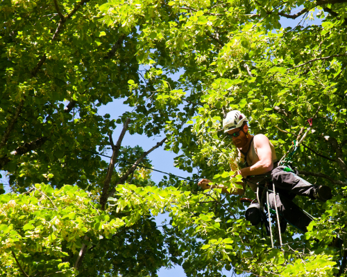 Tree Maintenance Company West Covina thumbnail