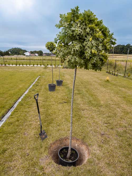 trees being planted in yard