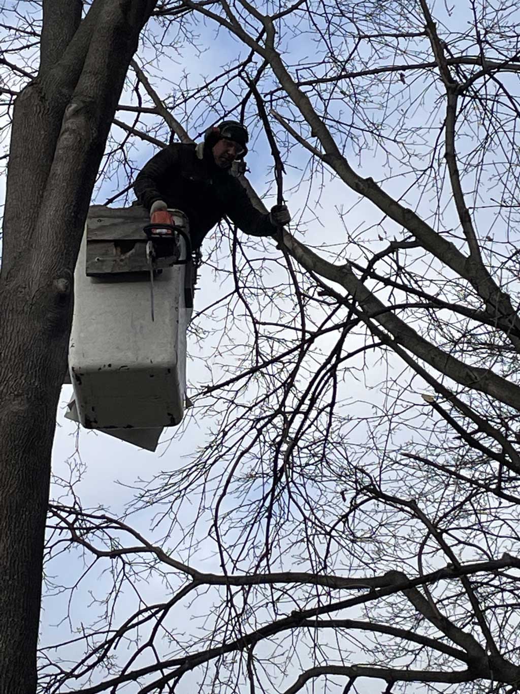 man in a lift trimming tree branches