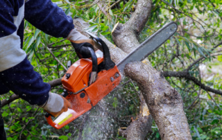 professional tree trimming services in waukesha