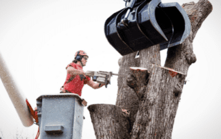 man removing tree