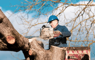 professional commercial tree trimming services