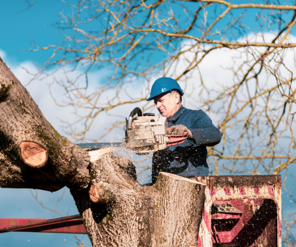 Tree Trimming Services In My Area San Gabriel, CA