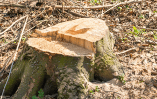 tree stump taken down