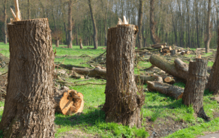 waukesha area tree removal