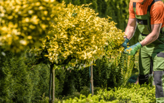 professionally trimmed trees