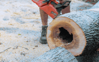 professional tree and brush removal in Waukesha