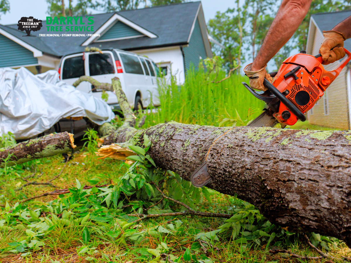 darryls tree service Spring tree removal blog Spring tree removal services