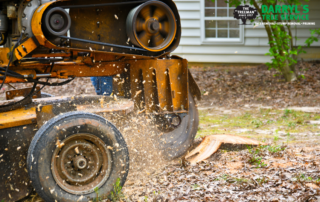 professional stump grinding